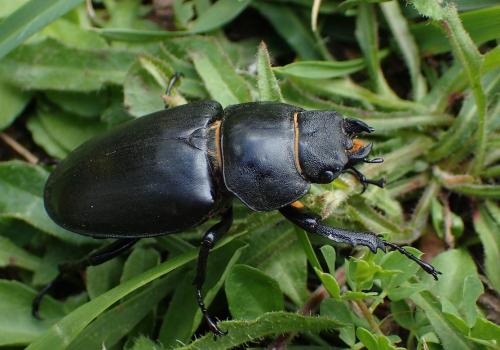 Réf. 305 899 : Lucanus cervus